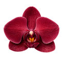 Red Orchid Projects